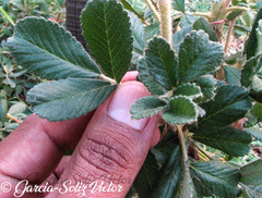 Polylepis besseri