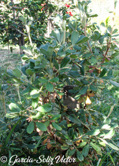 Polylepis besseri