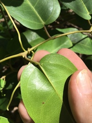 Cissus oblonga