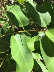 Cissus oblonga