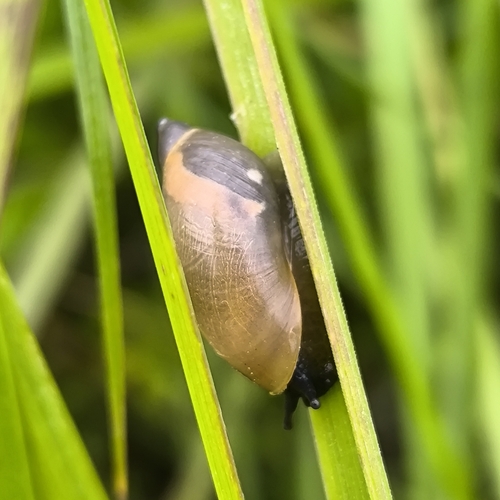 Common European Ambersnail