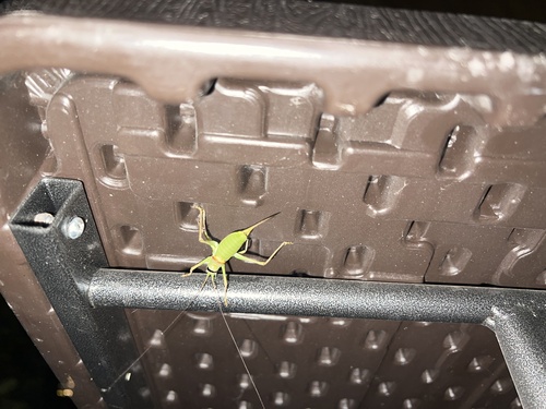 Saddle-backed Bush Cricket