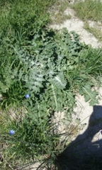 Onopordum acanthium acanthium