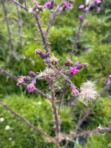 Marsh Thistle