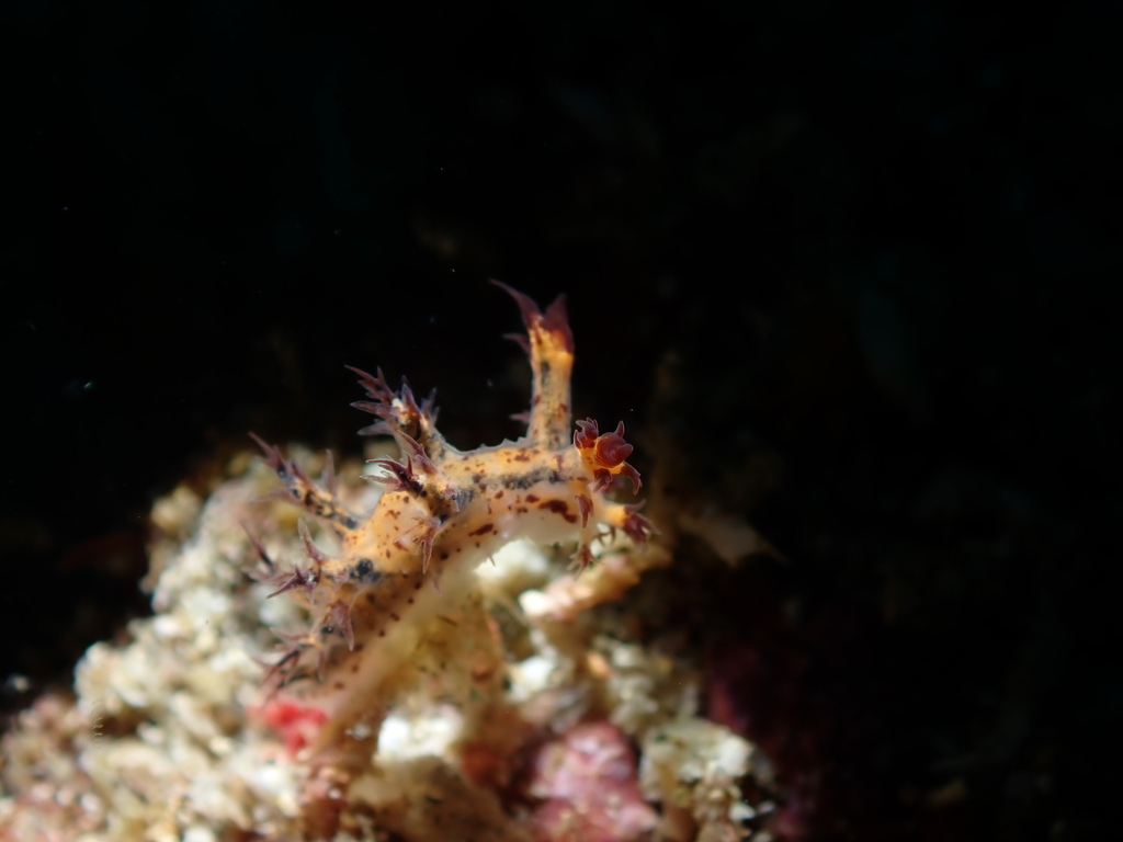 Cabangus regius