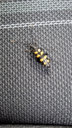 four-banded longhorn beetle