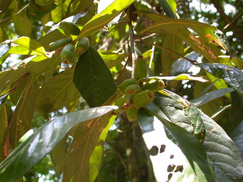 Symplocos excelsa (Symplocos excelsa)