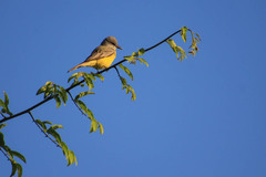 Tyrannus melancholicus