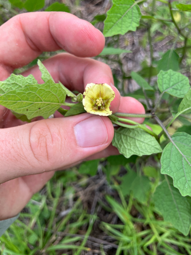 Physalis arenicola
