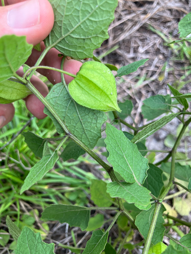 Physalis arenicola, photograph 2