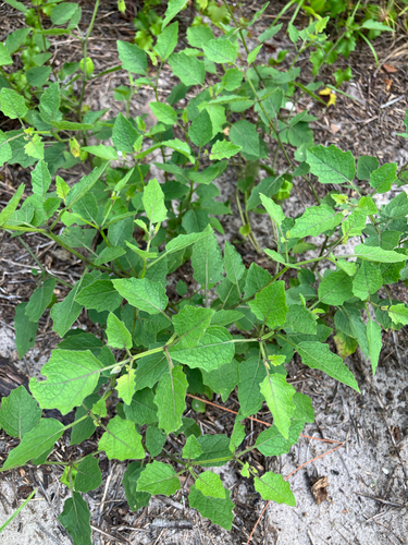 Physalis arenicola, photograph 3