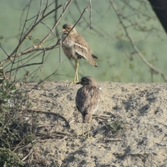 Burhinus indicus