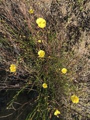 Crocanthemum aldersonii