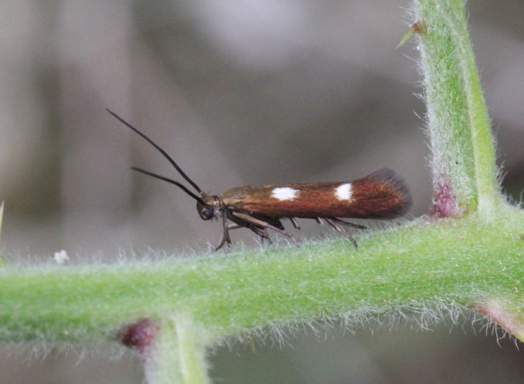 Scythris flabella
