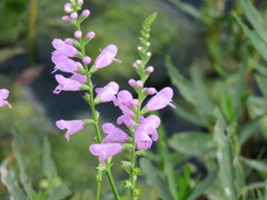 Physostegia intermedia