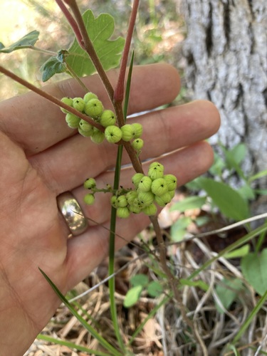 Toxicodendron pubescens, photograph 5