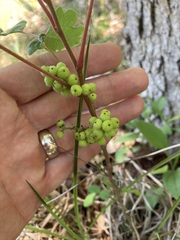 author not stated, no rights reserved Toxicodendron pubescens, photograph author not stated, no rights reserved