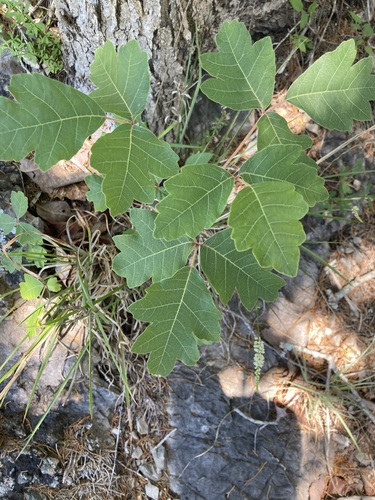 Toxicodendron pubescens, photograph 4