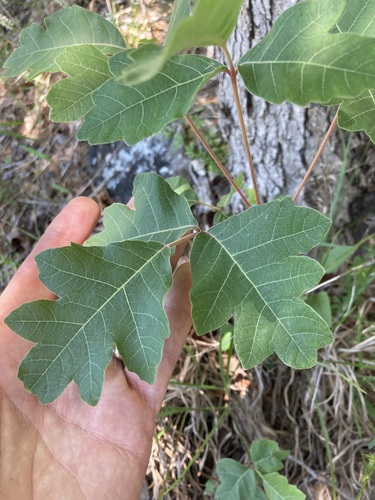 Toxicodendron pubescens, photograph 6