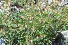 Phacelia egena
