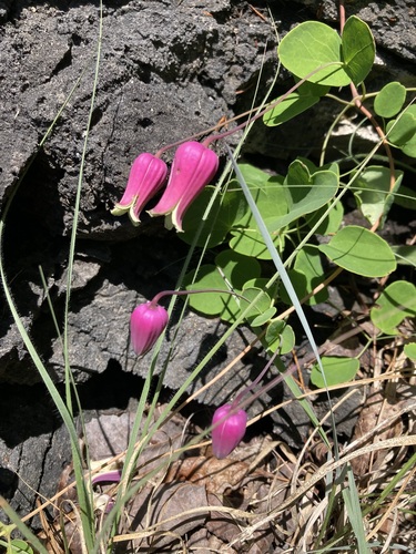Clematis glaucophylla
