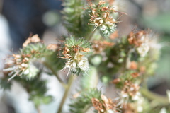 Phacelia egena