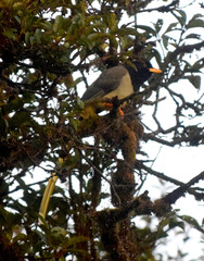 Urocissa flavirostris