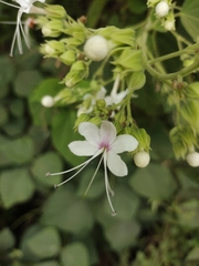 Clerodendrum infortunatum, photograph (c) Ashwin, some rights reserved (CC BY)