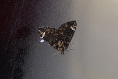 Dysstroma subapicaria