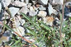 Phacelia egena