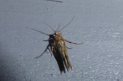 Stathmopoda plumbiflua