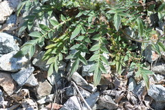 Phacelia egena