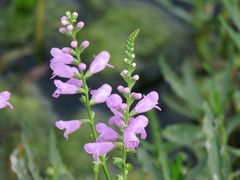Physostegia intermedia