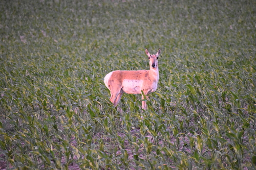 Pronghorn
