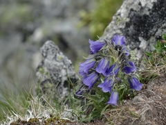 Campanula alpina