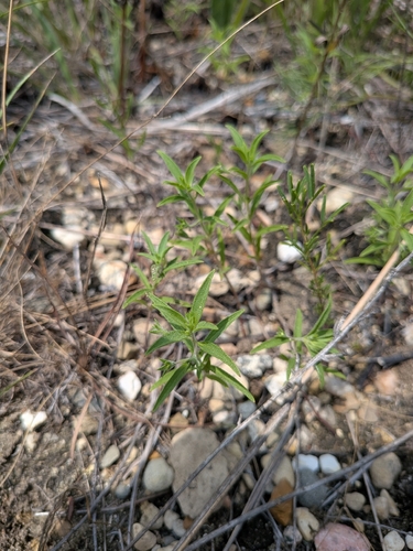 Trichostema brachiatum, photograph 2