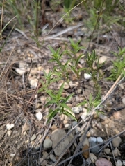 Ethan Rose, CC BY, iNaturalist via GBIF Trichostema brachiatum, photograph Ethan Rose, CC BY, iNaturalist via GBIF