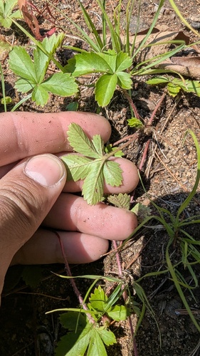 Potentilla simplex, photograph 4