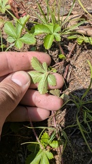 Potentilla simplex, photograph (c) treelogical, some rights reserved (CC BY)