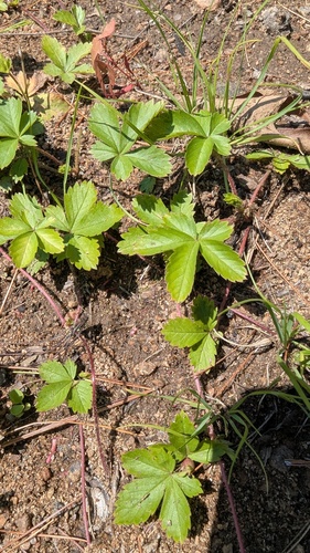 Potentilla simplex, photograph 6