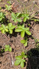Potentilla simplex, photograph (c) treelogical, some rights reserved (CC BY)