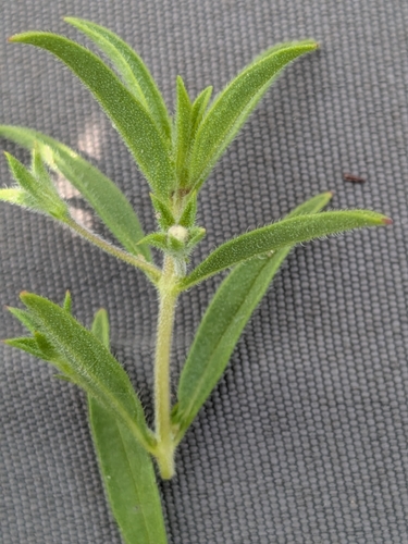 Trichostema brachiatum, photograph 3
