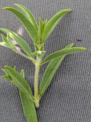 Ethan Rose, CC BY, iNaturalist via GBIF Trichostema brachiatum, photograph Ethan Rose, CC BY, iNaturalist via GBIF