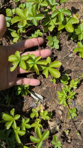 Potentilla simplex, photograph 5