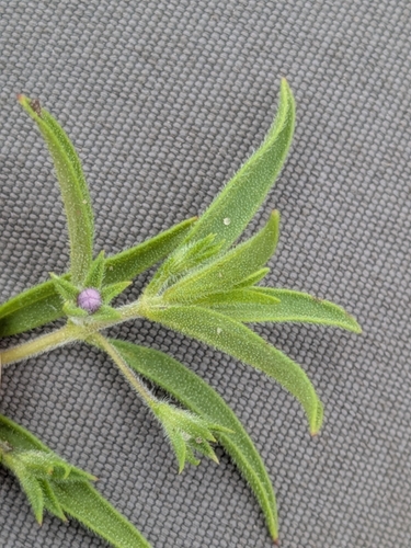 Trichostema brachiatum, photograph 4