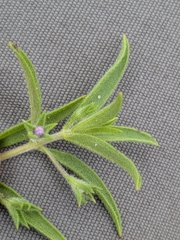 Ethan Rose, CC BY, iNaturalist via GBIF Trichostema brachiatum, photograph Ethan Rose, CC BY, iNaturalist via GBIF