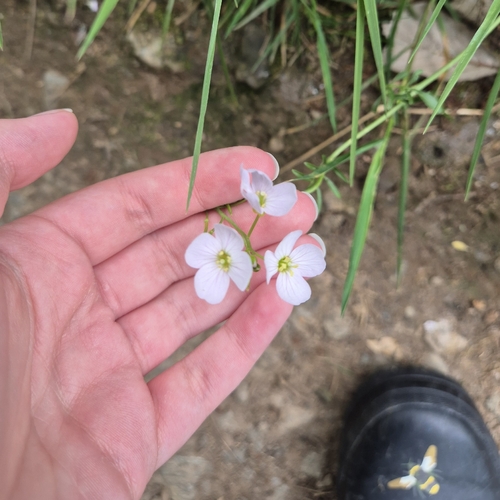 Cardamine pratensis, photograph 6