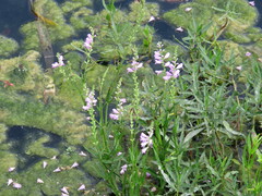 Physostegia intermedia