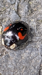 Harmonia axyridis