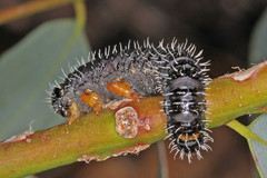 Perga dorsalis